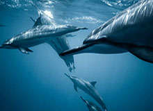 九游电脑版-【热身赛】西索科迪涅连送礼 法国主场0比2不敌芬兰